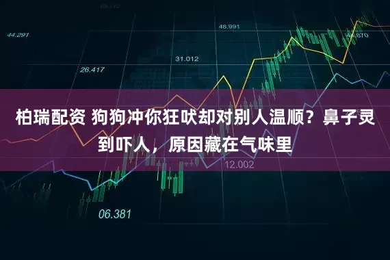 柏瑞配资 狗狗冲你狂吠却对别人温顺？鼻子灵到吓人，原因藏在气味里